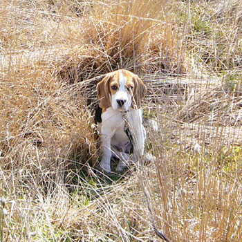 Beagle Anderson im Hiller Moor